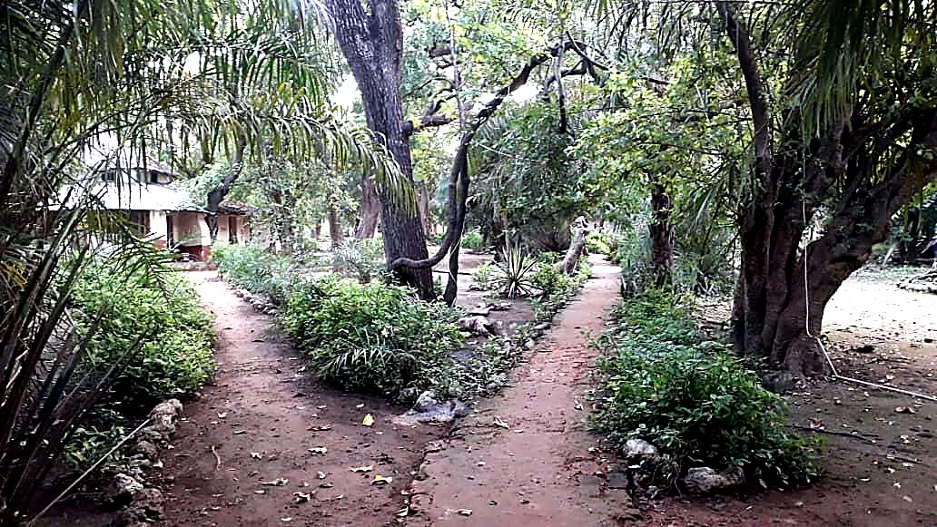 Shaded garden path at Janjanbureh Camp