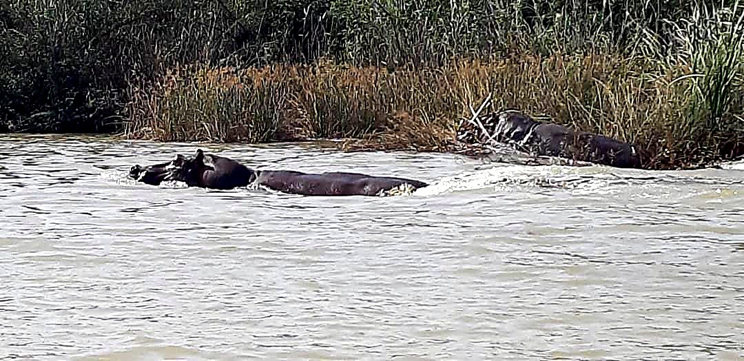 Hippos in the River Gambia