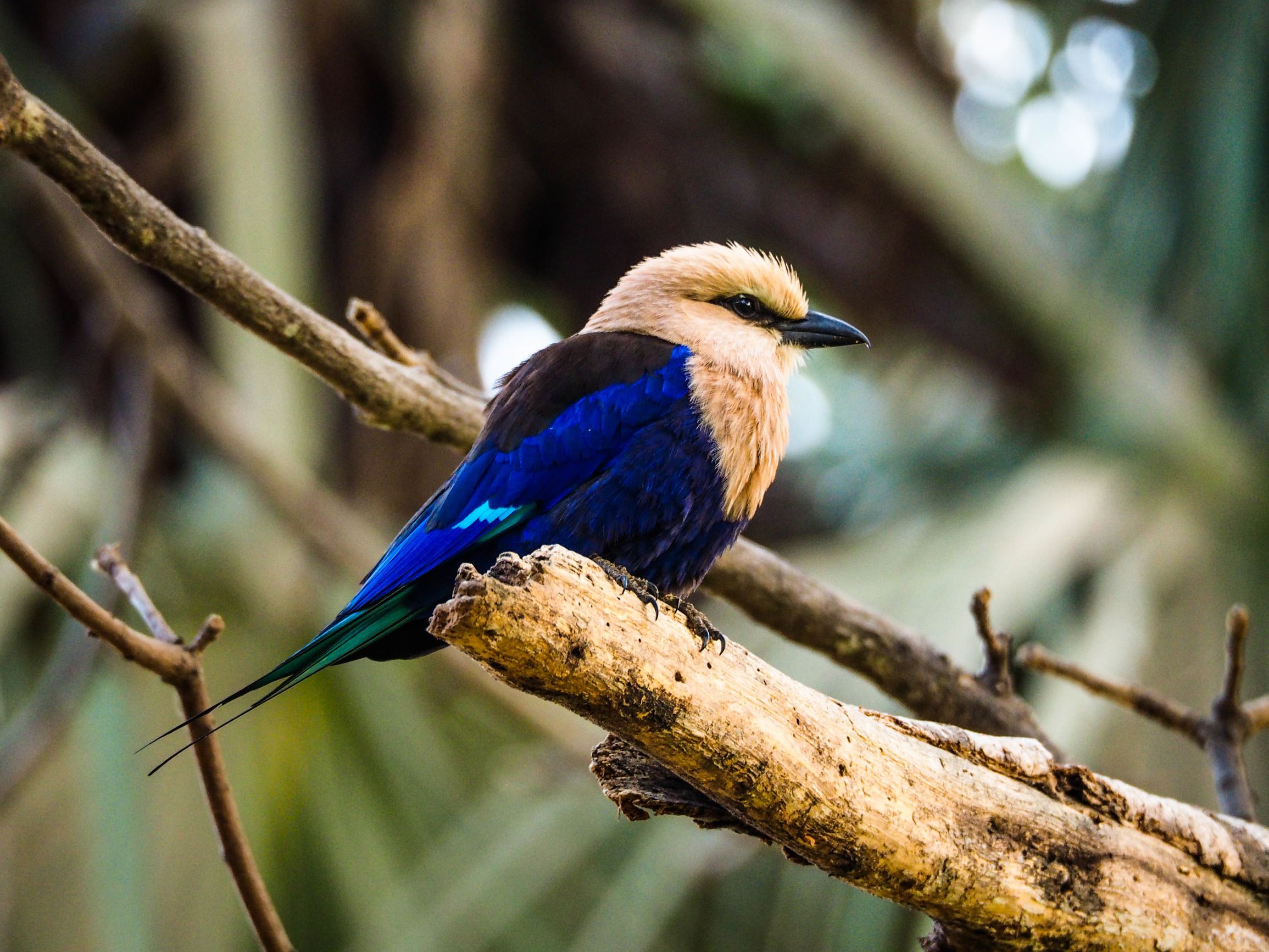 Blue-bellied roller perched on a branch in The Gambia