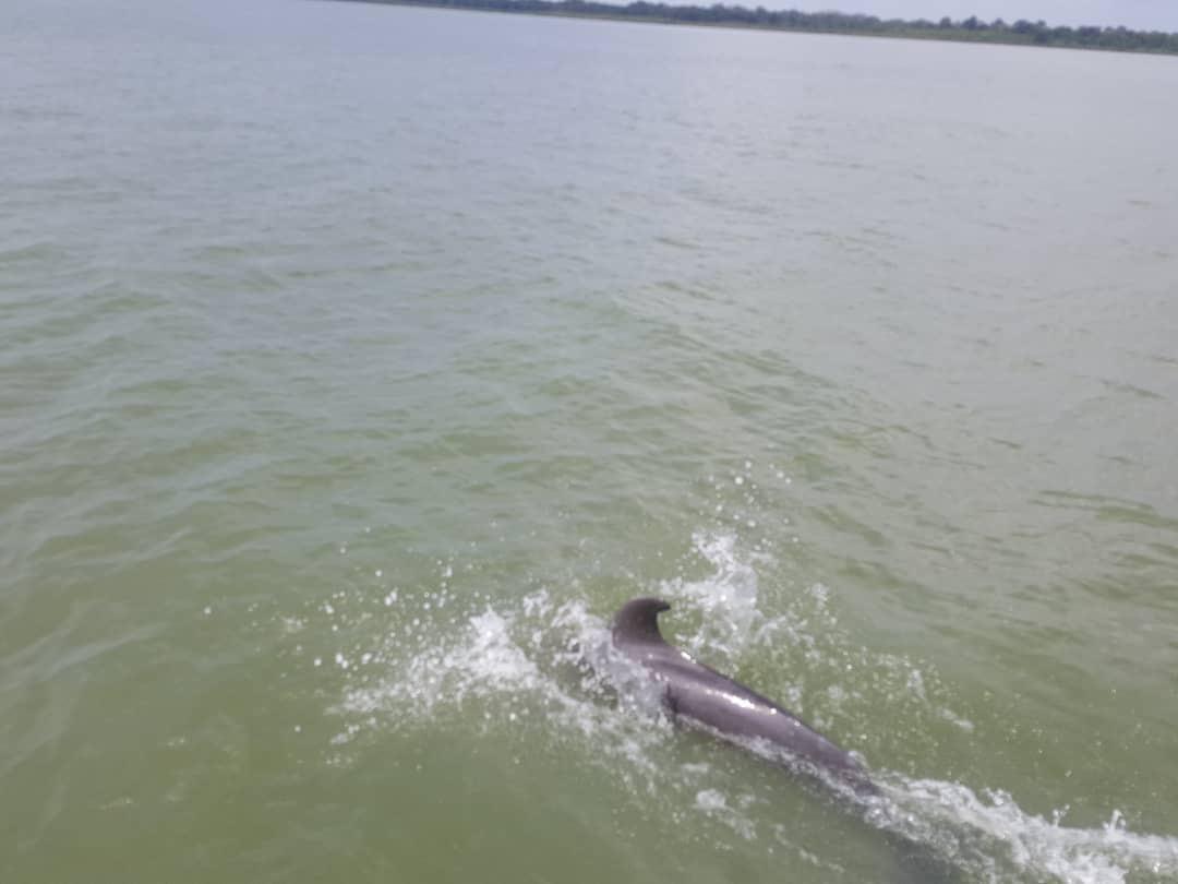 Dolphin swimming beside a river excursion boat in The Gambia