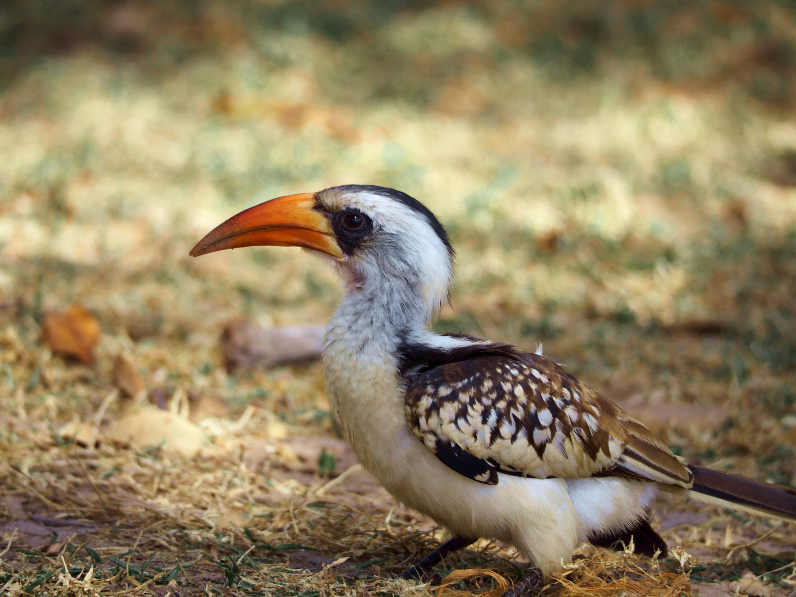 Hornbill photographed in The Gambia