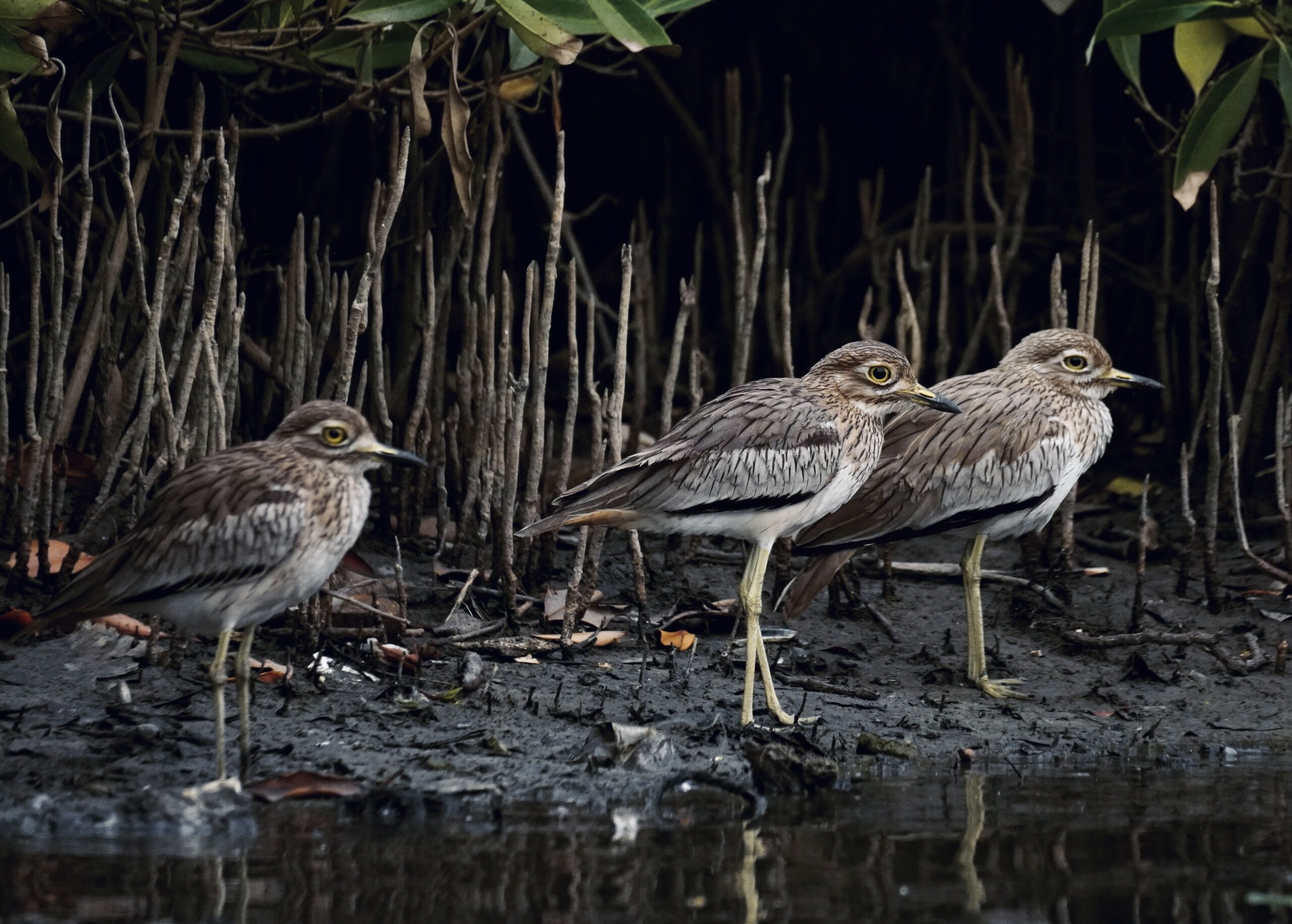 Senegal thick-knees near mangrove water in Banjul, The Gambia